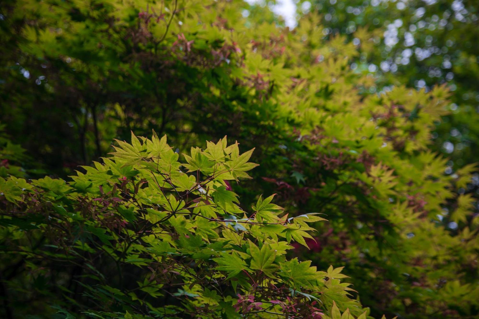 Trigonos - Quiet, Peaceful, Vegetarian B&B And Retreat Centre Nantlle Экстерьер фото